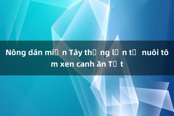 Nông dân miền Tây thắng lớn từ nuôi tôm xen canh ăn Tết